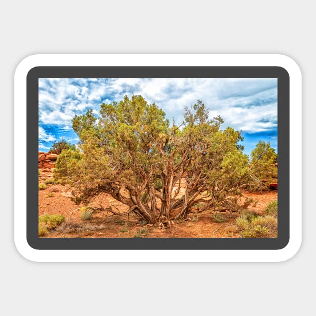 Juniper Tree, Capitol Reef National Park Sticker by Gestalt Imagery